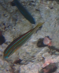 Stethojulis trilineata