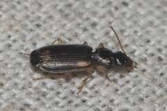 Lebiinae