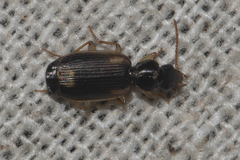 Lebiinae