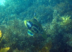 Heteroscarus acroptilus