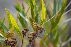 Metrosideros angustifolia