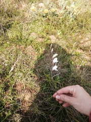 Iridaceae