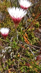 Edmondia