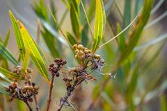 Metrosideros angustifolia