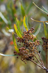 Metrosideros angustifolia