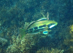 Heteroscarus acroptilus