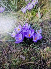 Crocus vernus