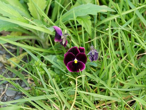 Pansy plant photo (Viola × wittrockiana)