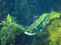 Heteroscarus acroptilus