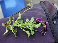 Viola × wittrockiana