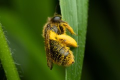 Andrena