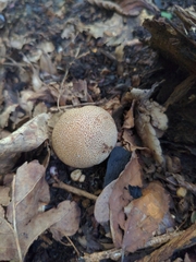 Scleroderma verrucosum