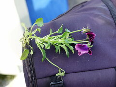 Viola × wittrockiana