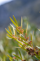 Metrosideros angustifolia