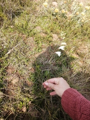 Iridaceae