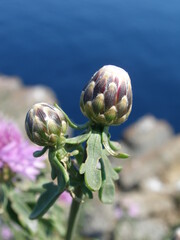 Centaurea crithmifolia