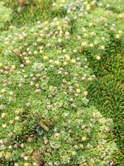 Pterygopappus lawrencei