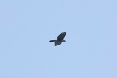 Accipiter melanoleucus