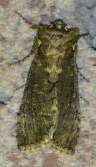 Polyploca ridens