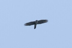Accipiter melanoleucus