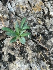 Iberis semperflorens