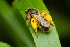 Andrena