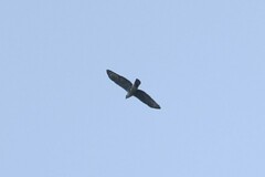 Accipiter melanoleucus