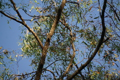 Eucalyptus siderophloia