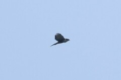 Accipiter melanoleucus