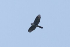 Accipiter melanoleucus