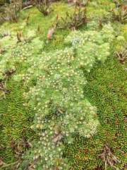 Pterygopappus lawrencei