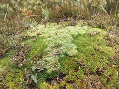 Pterygopappus lawrencei