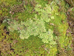 Pterygopappus lawrencei