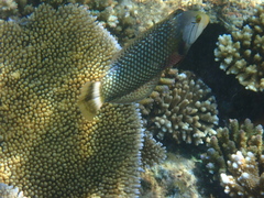 Novaculichthys taeniourus