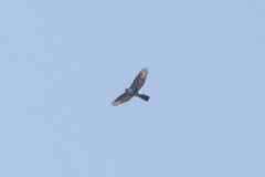 Accipiter melanoleucus