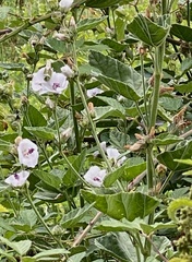 Althaea officinalis