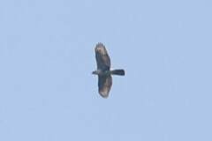 Accipiter melanoleucus
