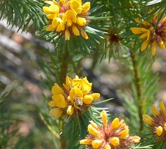 Pultenaea stipularis