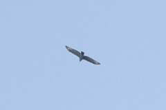 Accipiter melanoleucus
