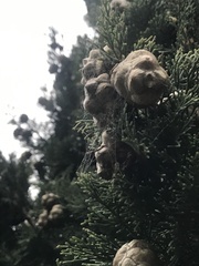 Cupressus macrocarpa