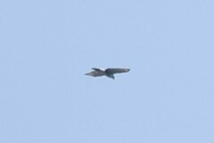 Accipiter melanoleucus