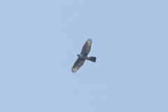 Accipiter melanoleucus