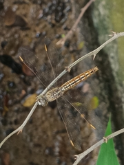 Brachythemis contaminata