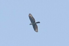 Accipiter melanoleucus