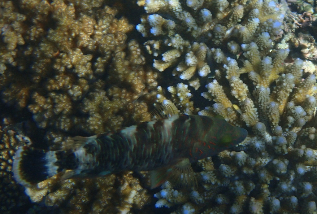 Tripletail wrasse