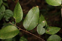 Bridelia leichhardtii