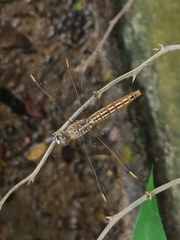 Brachythemis contaminata