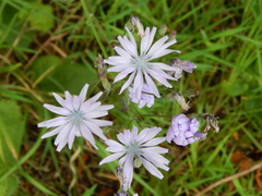 Cicerbita macrophylla