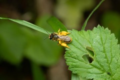 Andrena