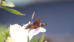 Macroglossum